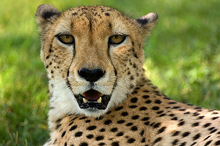 Cheetah 