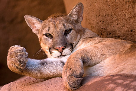 Mountain Lion looking playful 