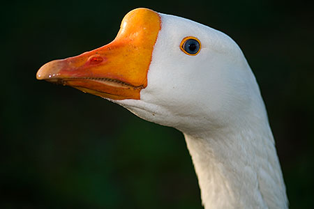 Chinese Goose at Riparian Preserve 