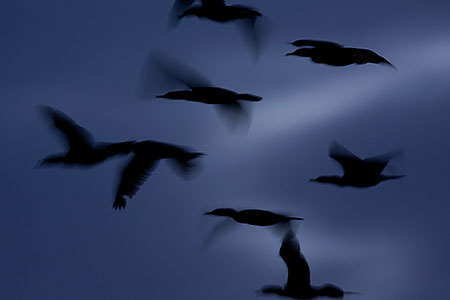 Cormorants at Riparian Preserve 