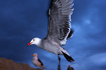 Seagulls at Aliso Creek Beach, California 