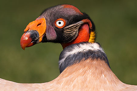 King Vulture at Renaissance Festival 2013 in Apache Junction 