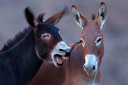 Donkeys in Death Valley 