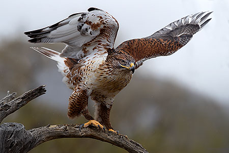 Ferruginous Hawk 