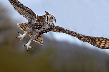 Great Horned Owl 