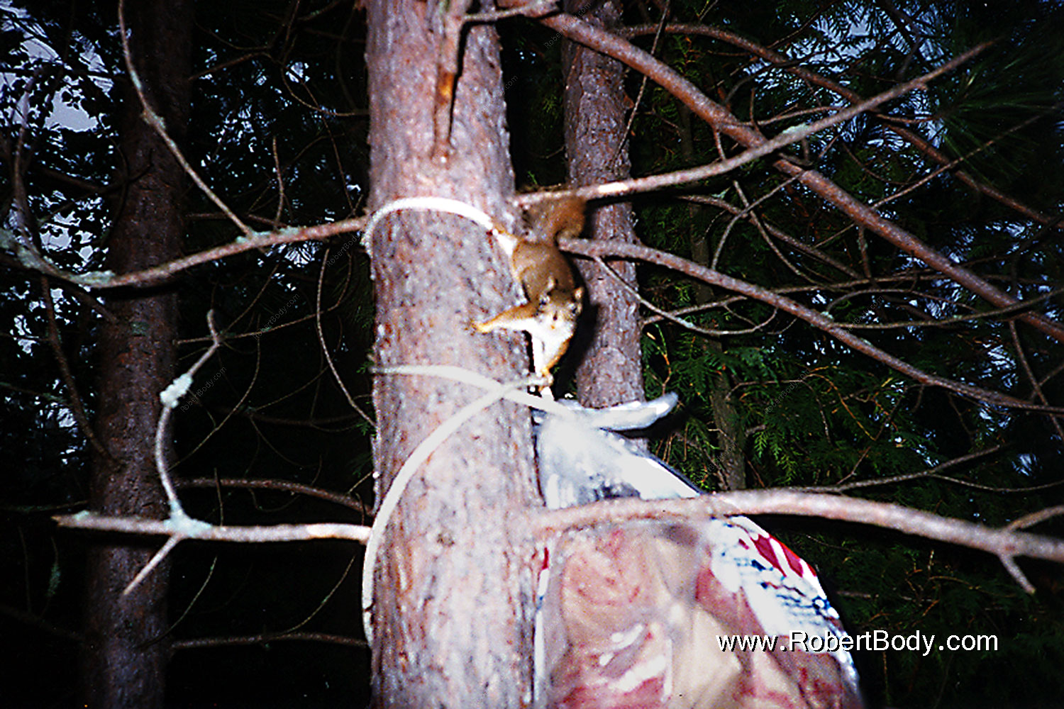 1997-08-24-temagami-morn-squirrel