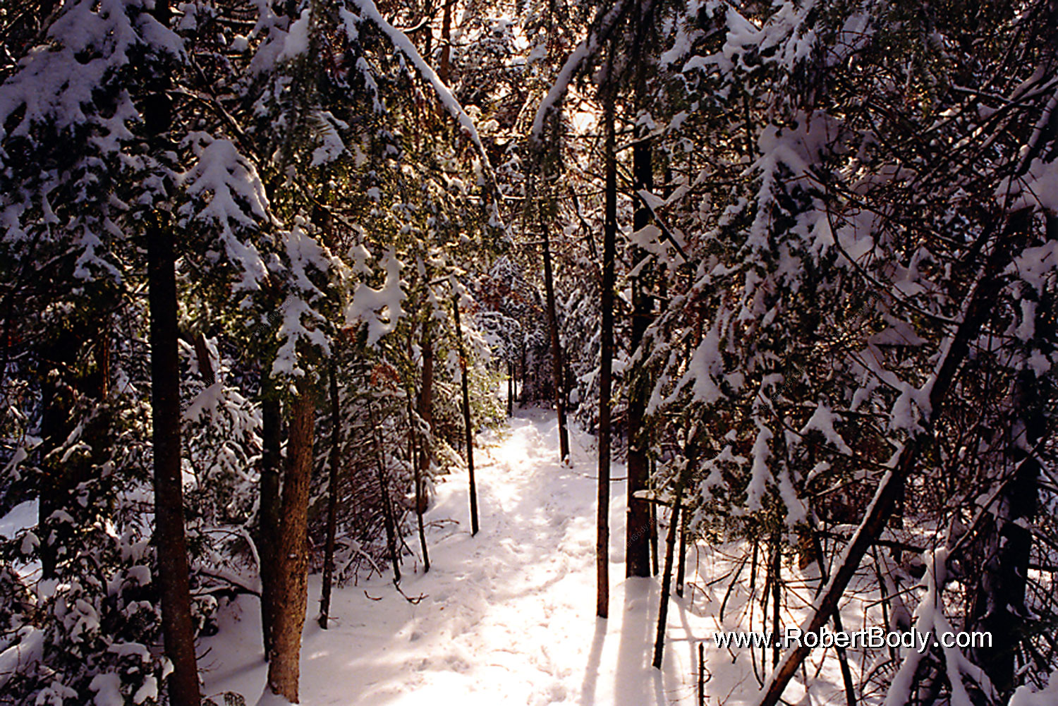 1997-12-bruce-trail-narrow