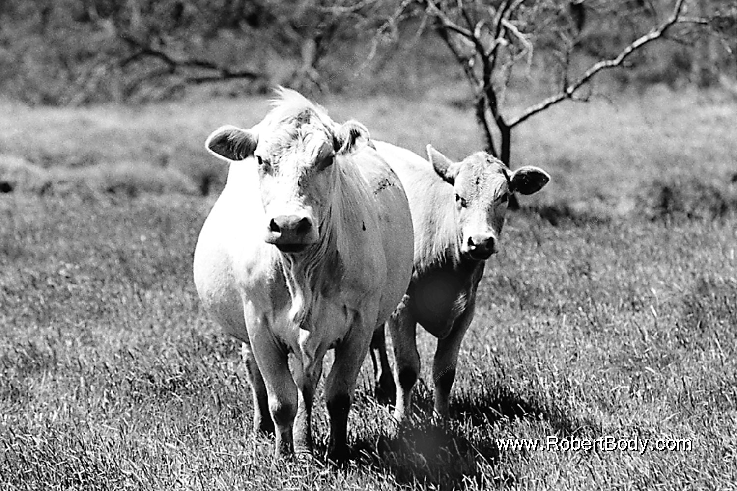1999-04-texas-2cows