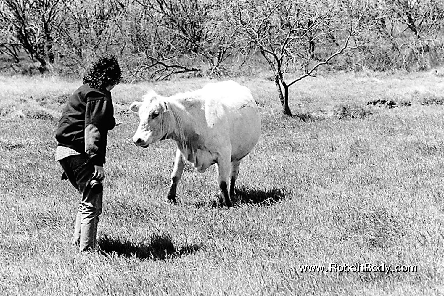 1999-04-texas-chris-cow