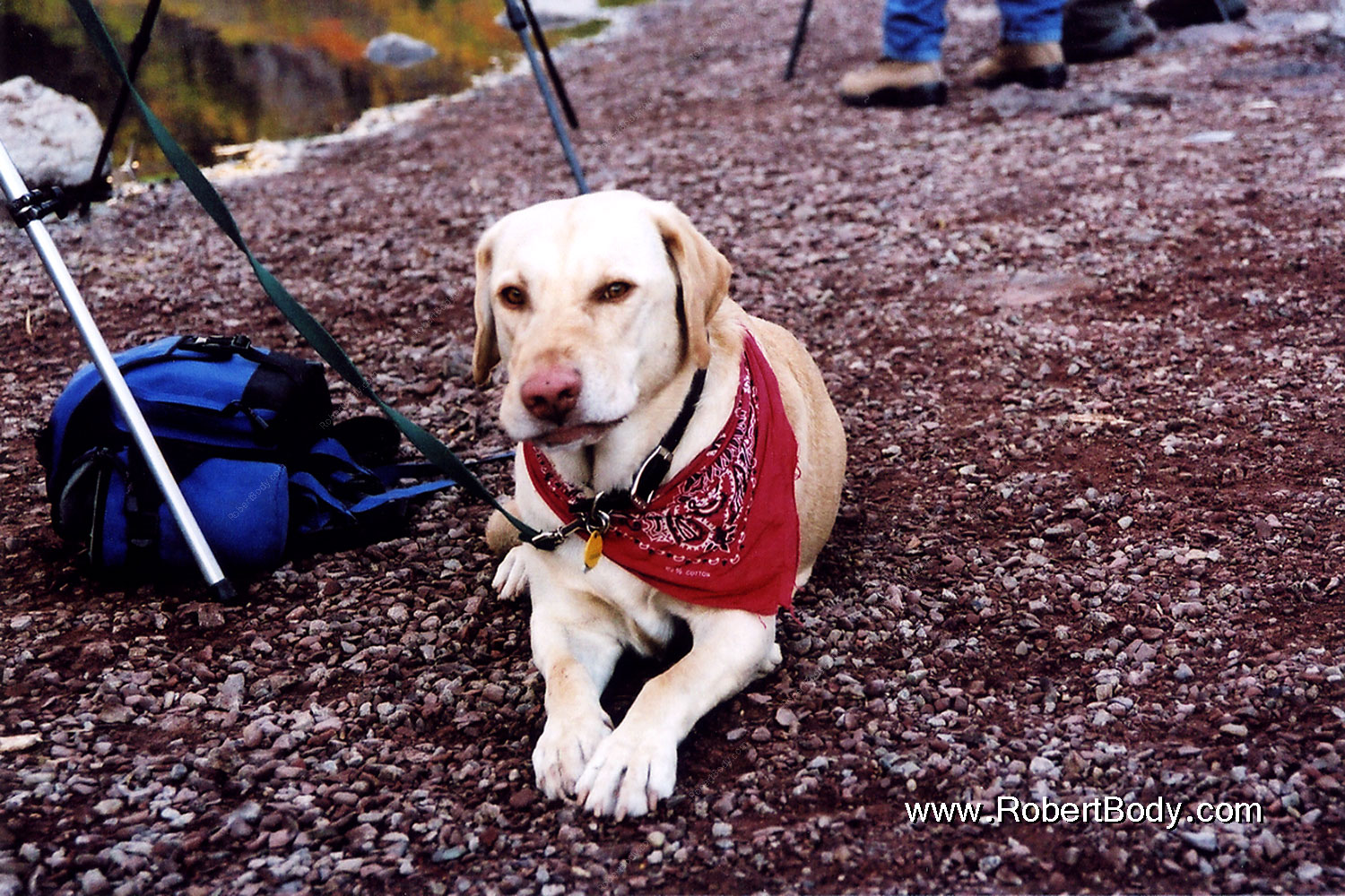 2004-09-maroon-labrador1