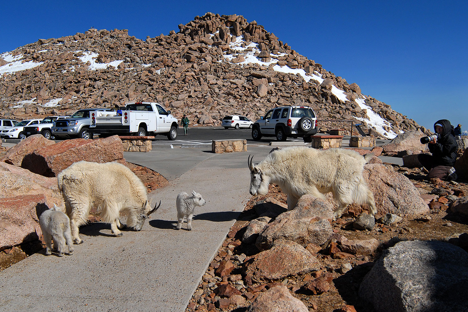 2007-06-17-evans-goats-pho1