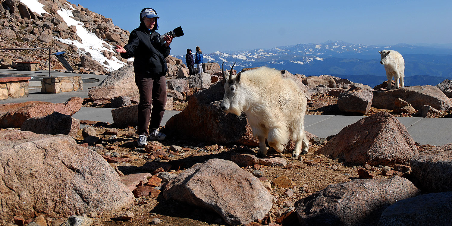 2007-06-17-evans-goats-pho2