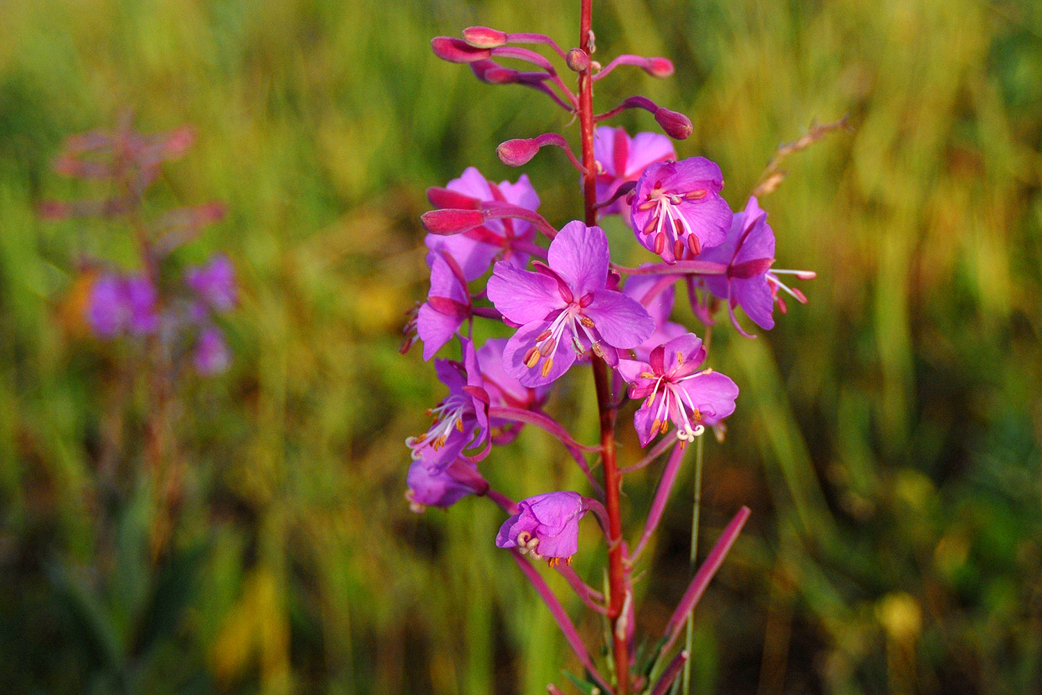 2007-07-26-mt-bear-flow03