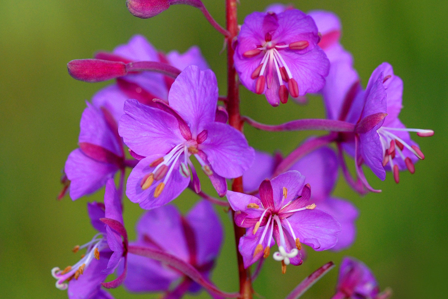 2007-07-26-mt-bear-flow04