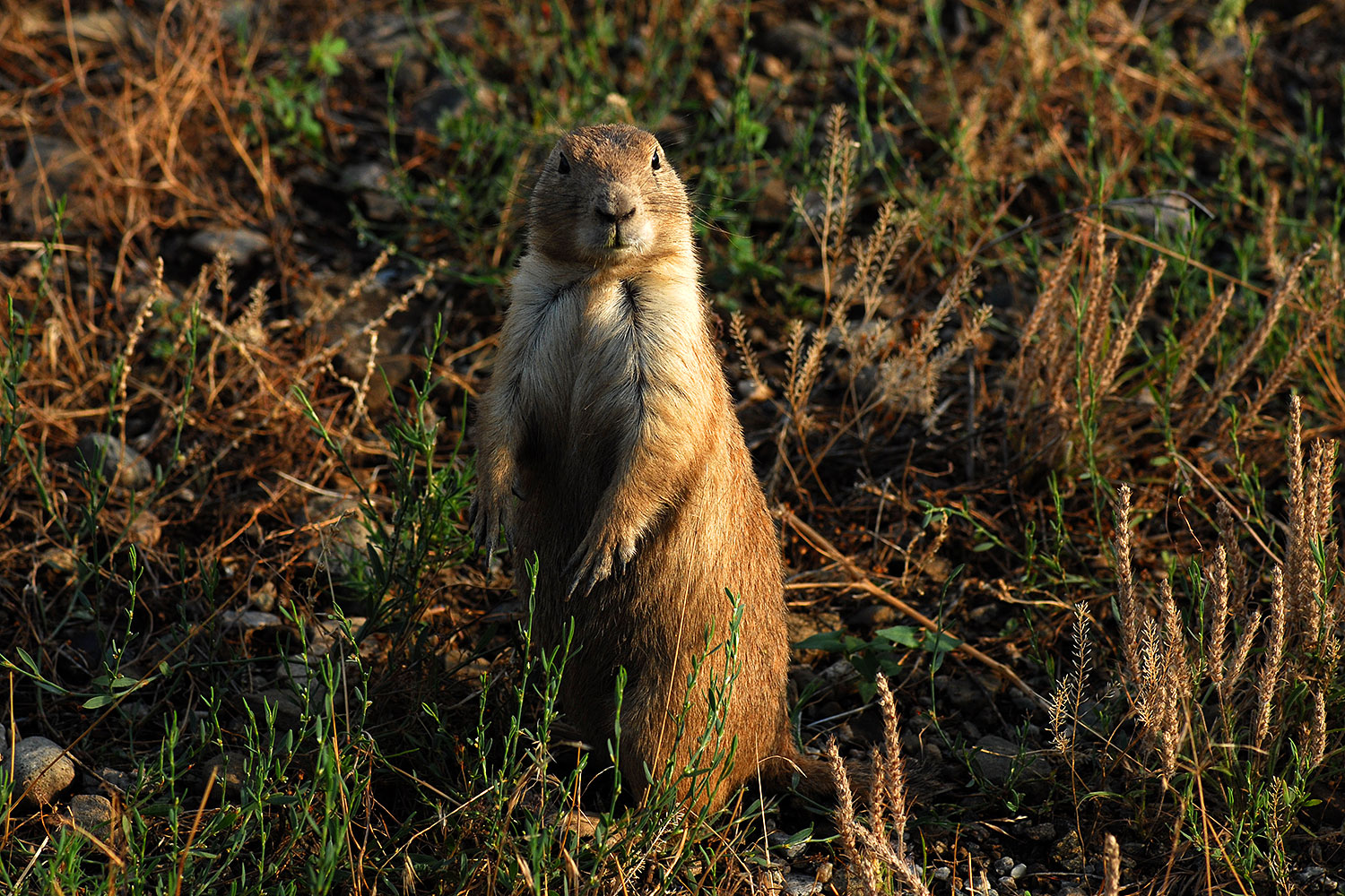 2007-07-27-mt-prairie-dog02