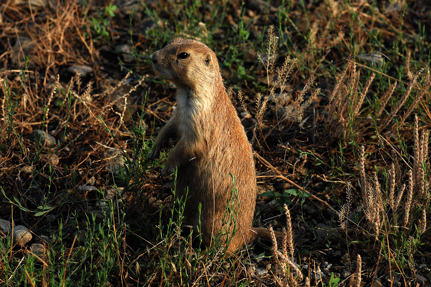 2007-07-27-mt-prairie-dog03