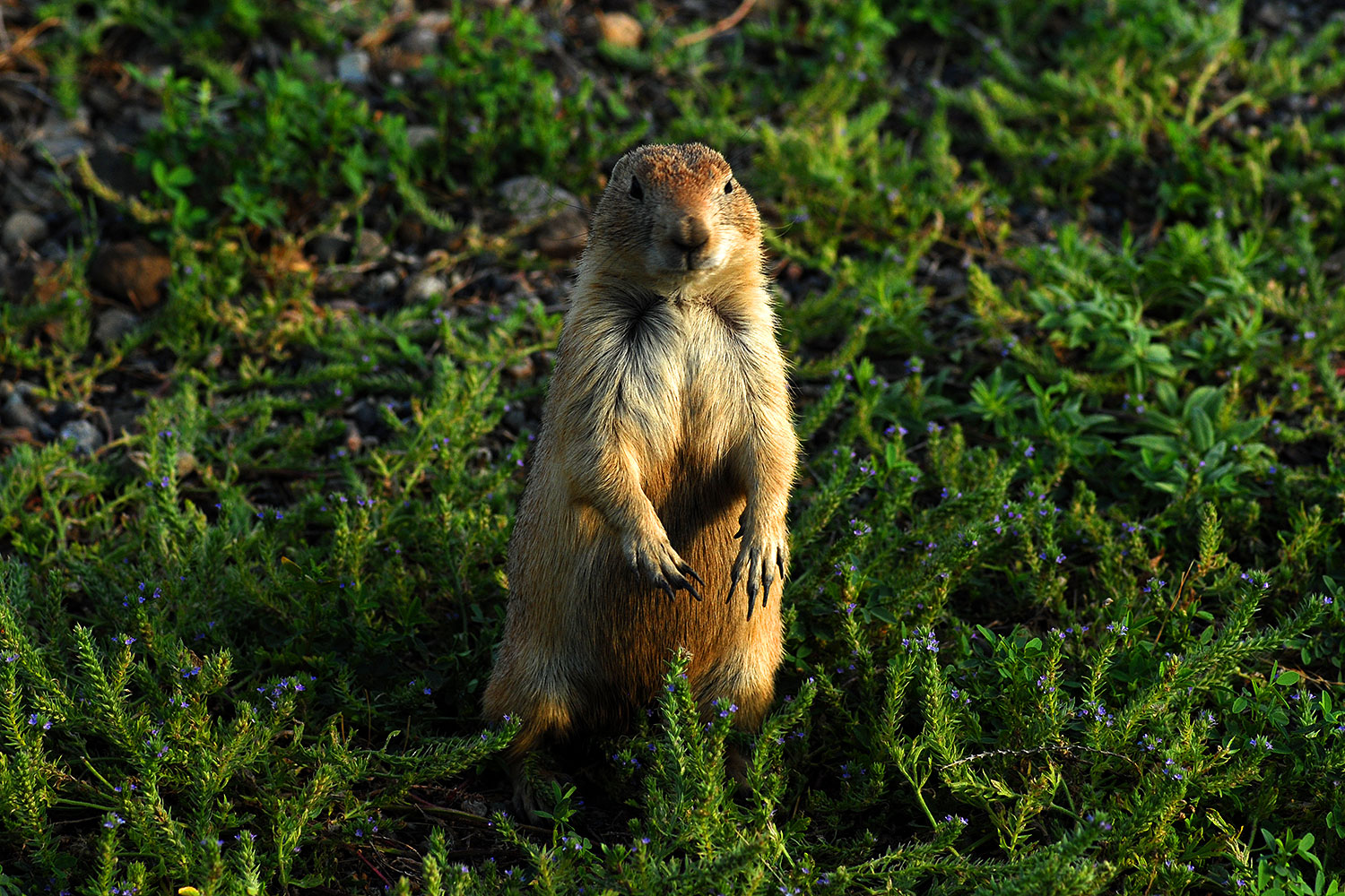2007-07-27-mt-prairie-dog05