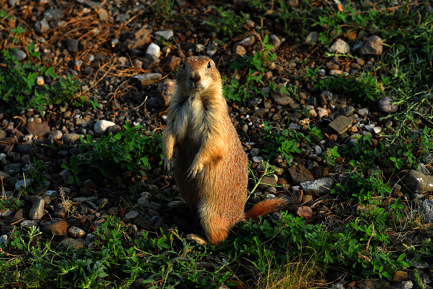 2007-07-27-mt-prairie-dog07