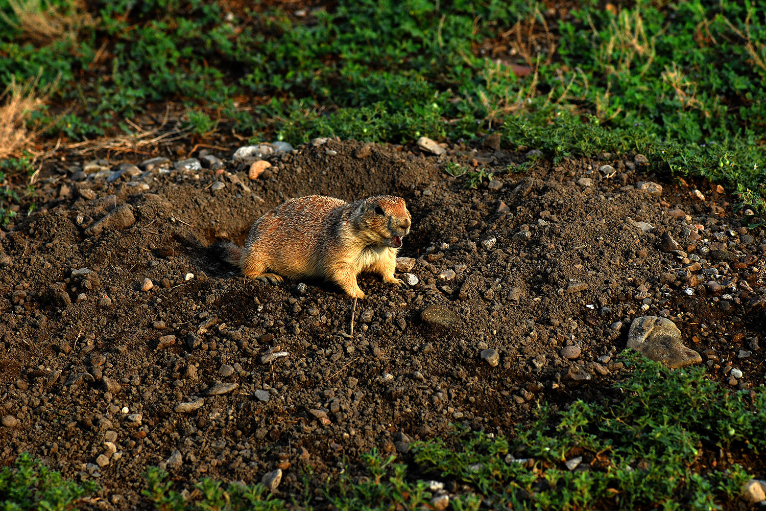 2007-07-27-mt-prairie-dog11