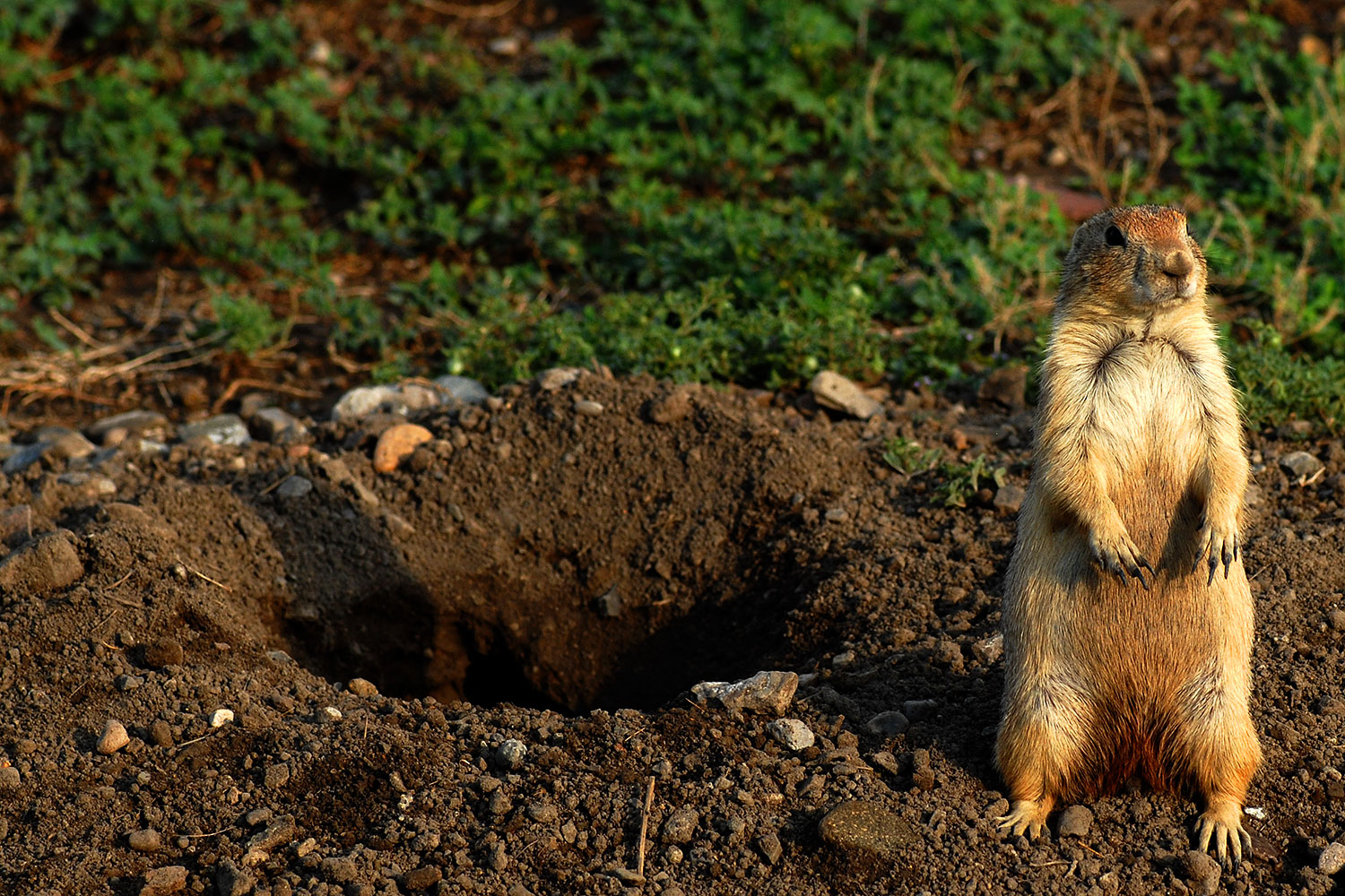 2007-07-27-mt-prairie-dog13