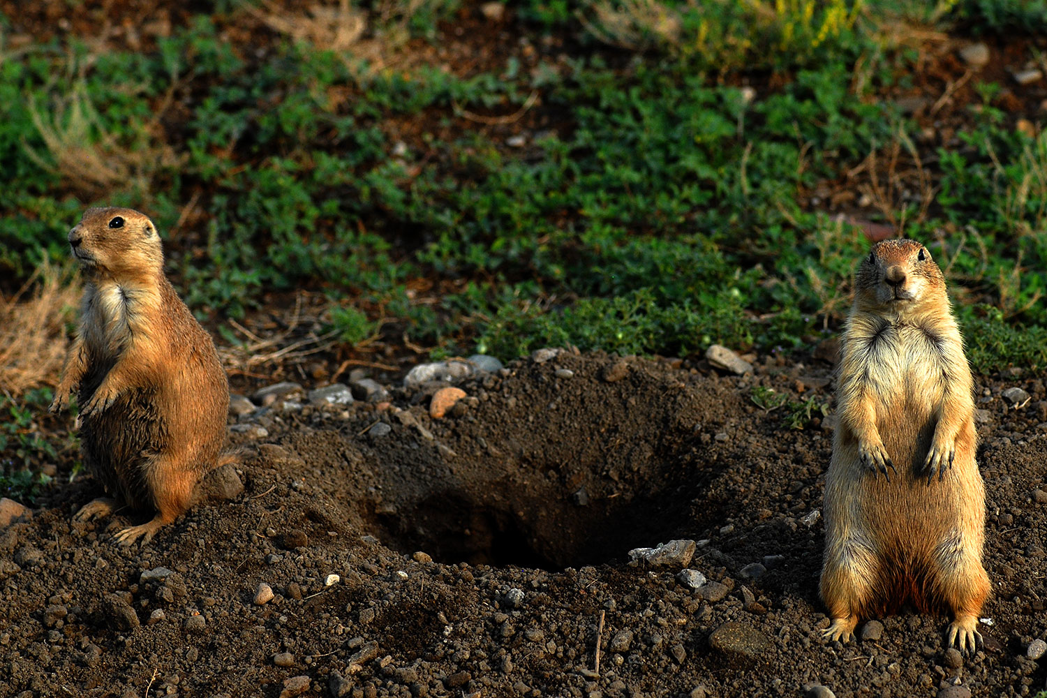 2007-07-27-mt-prairie-dog15