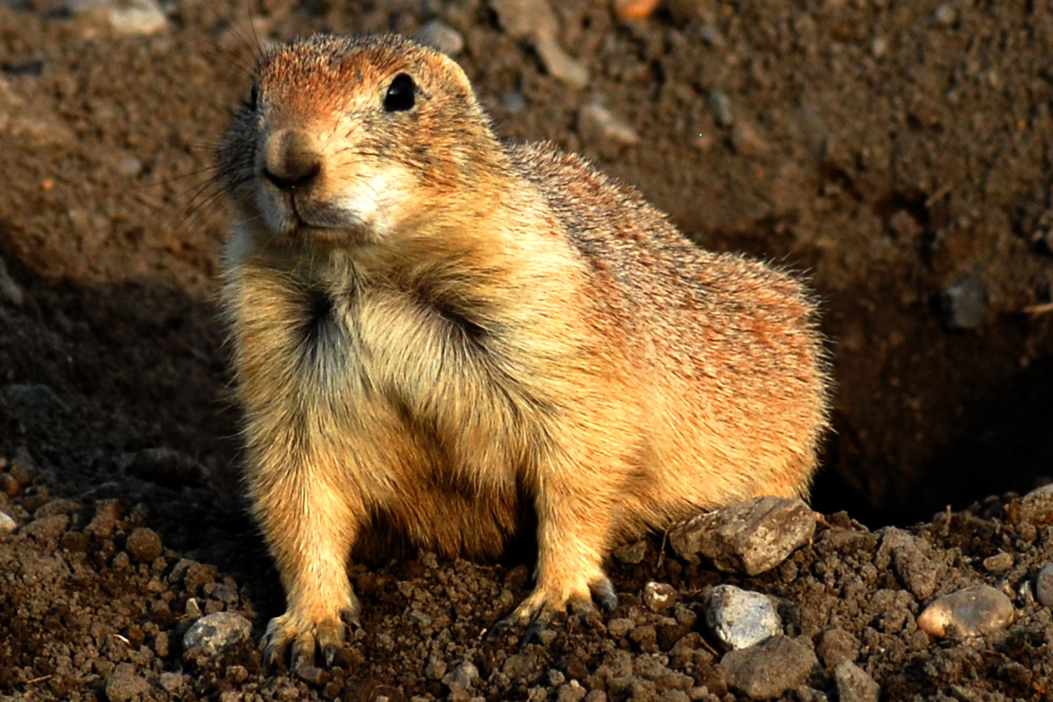 2007-07-27-mt-prairie-dog16c