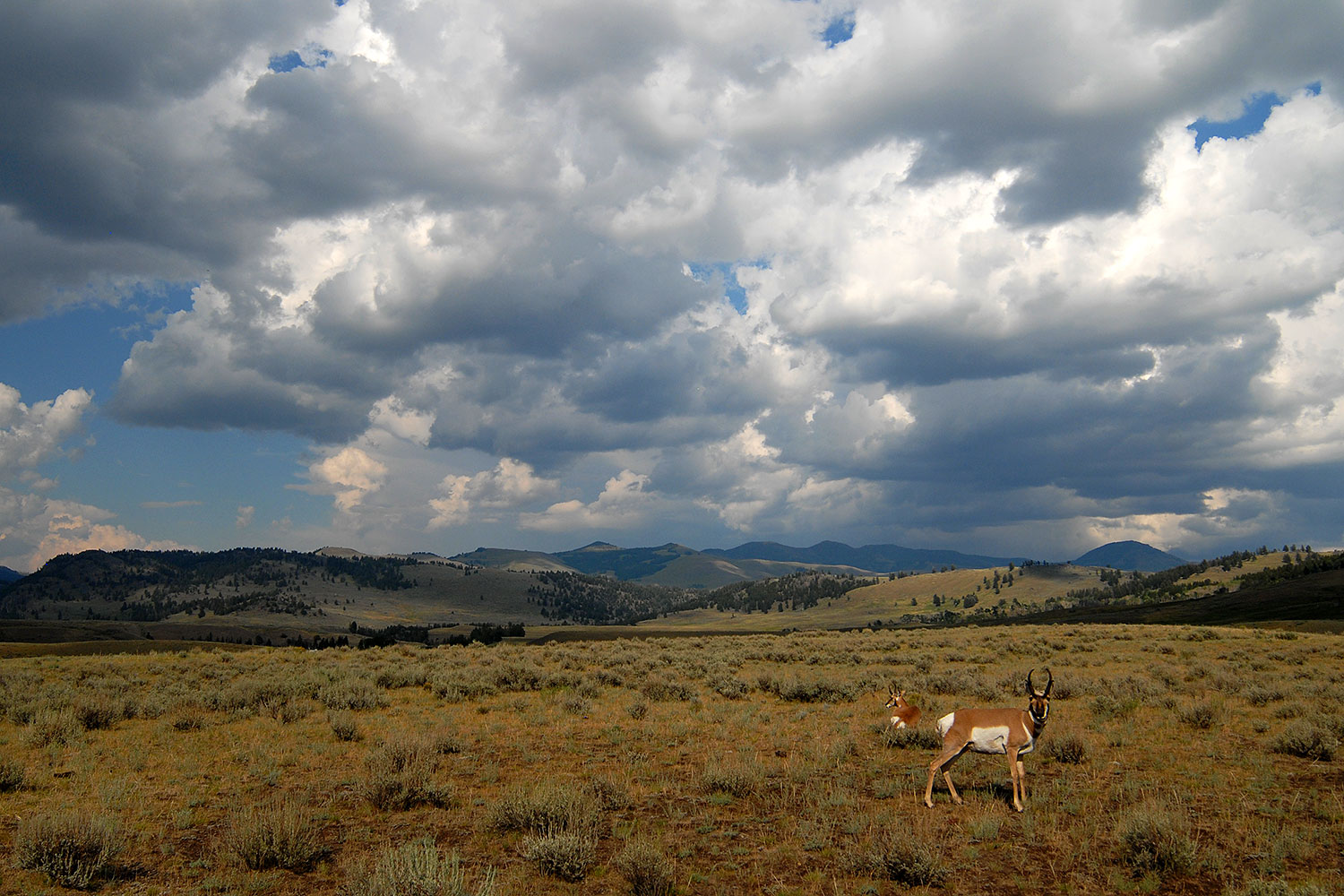 2007-07-27-y-pronghorn-3816