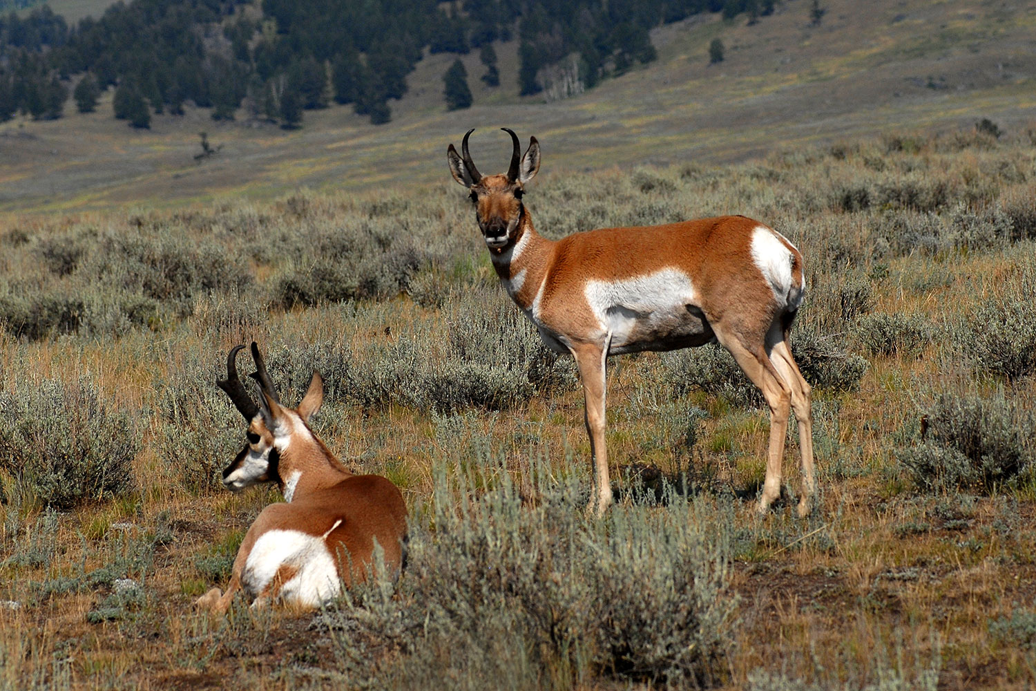 2007-07-27-y-pronghorns01