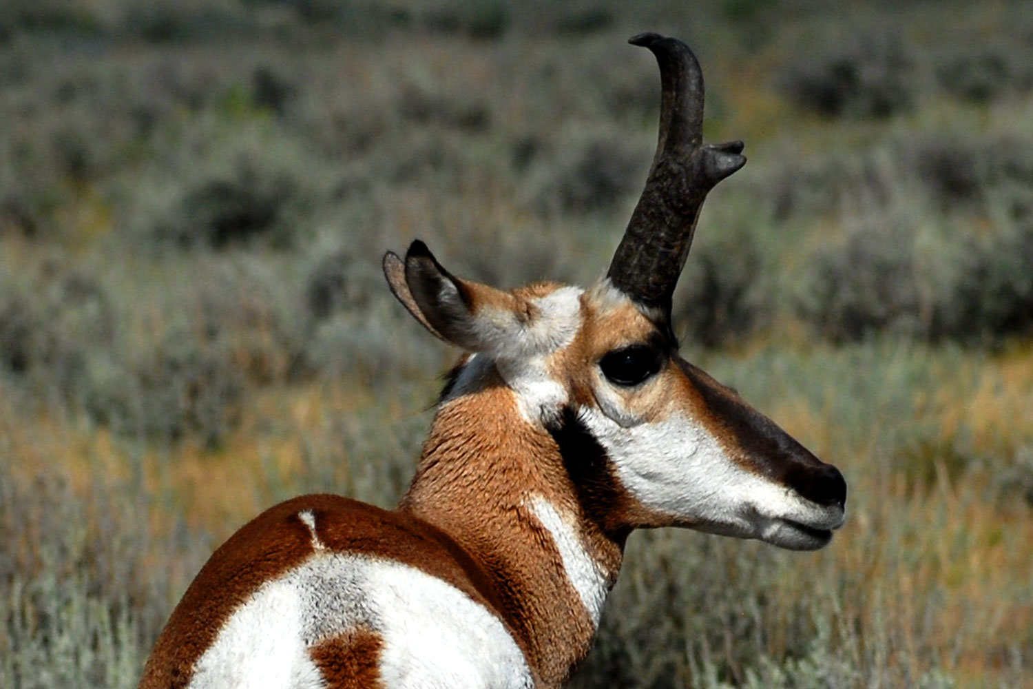 2007-07-27-y-pronghorns04c