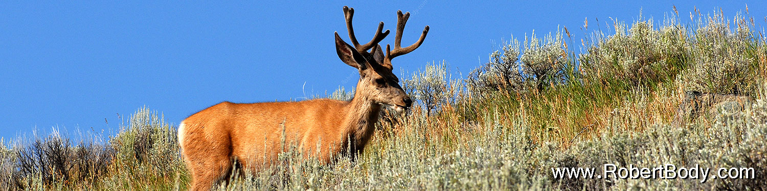 2007-07-28-y-deer02-sp