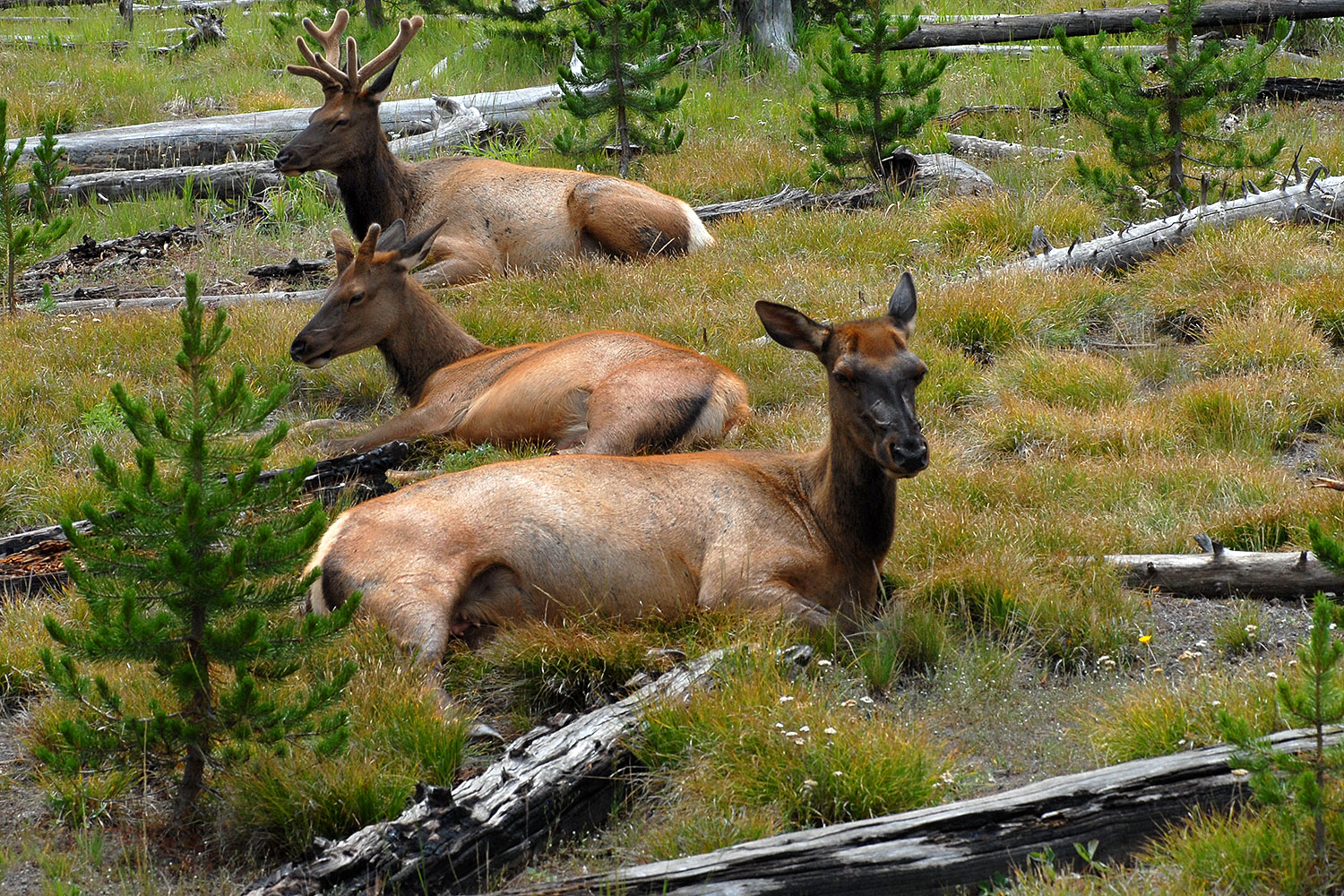 2007-07-28-y-elk01