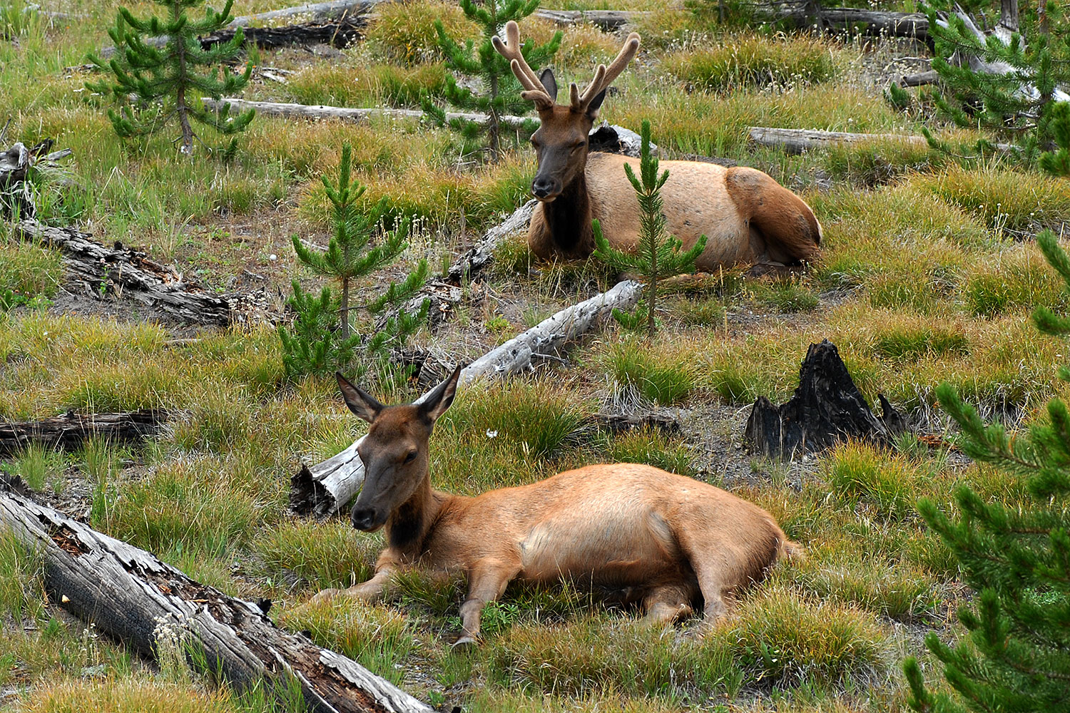 2007-07-28-y-elk02
