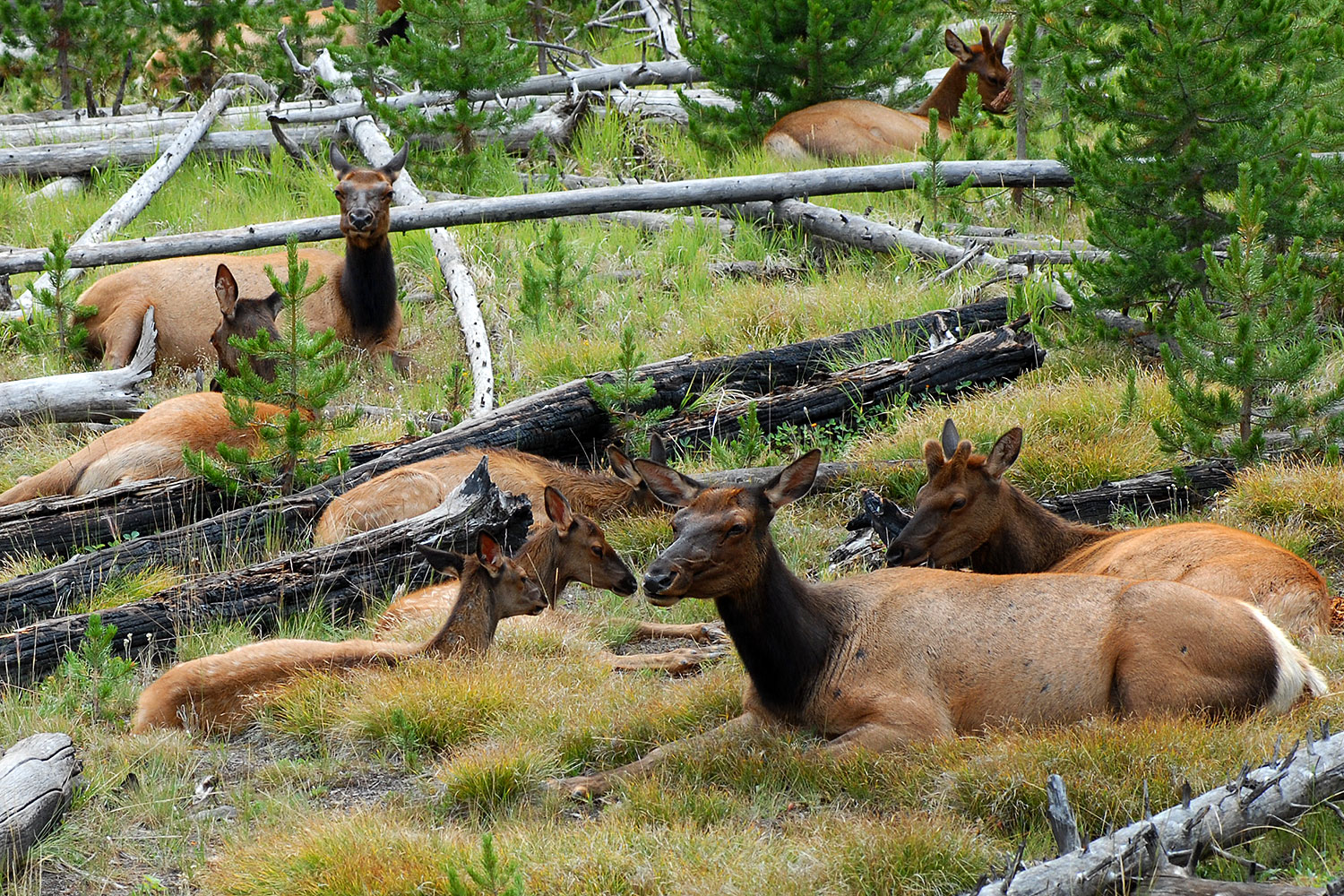 2007-07-28-y-elk03
