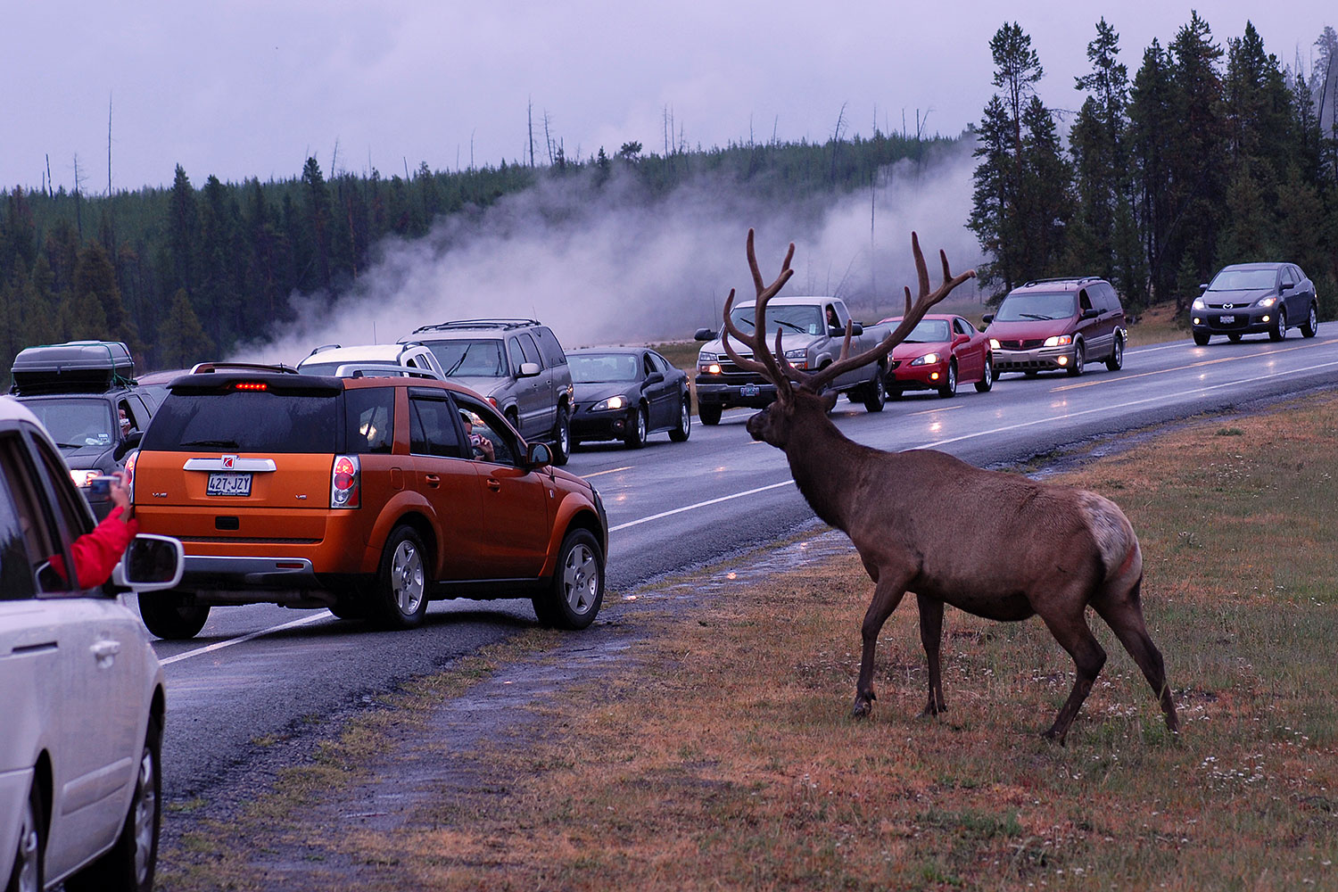 2007-07-28-y-road-elk01