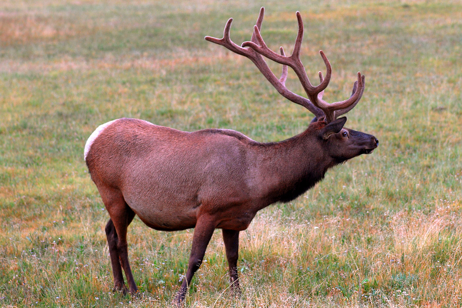 2007-07-28-y-road-elk03