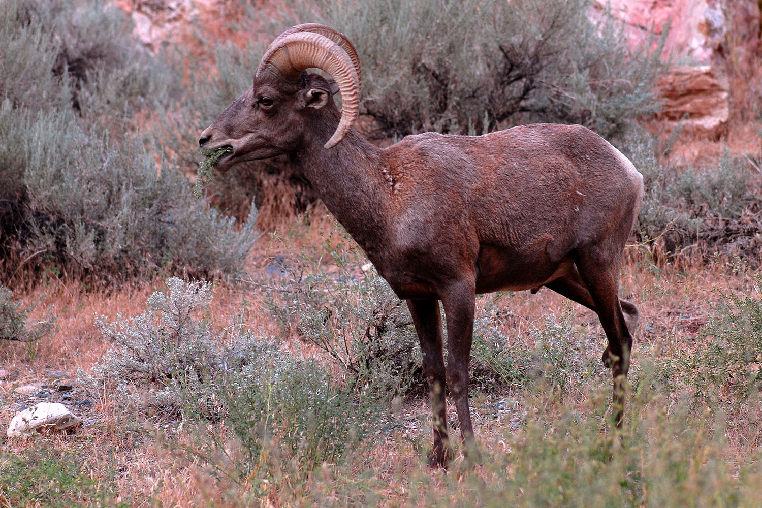 2007-07-29-wind-bighorn01