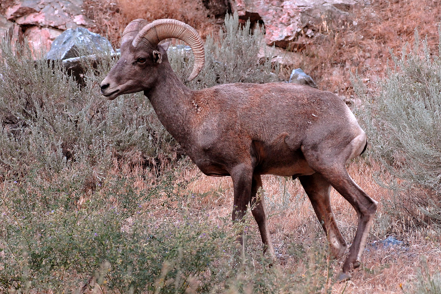 2007-07-29-wind-bighorn04