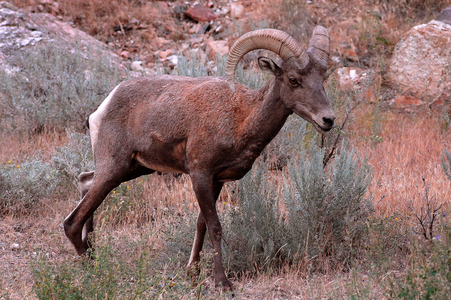 2007-07-29-wind-bighorn05