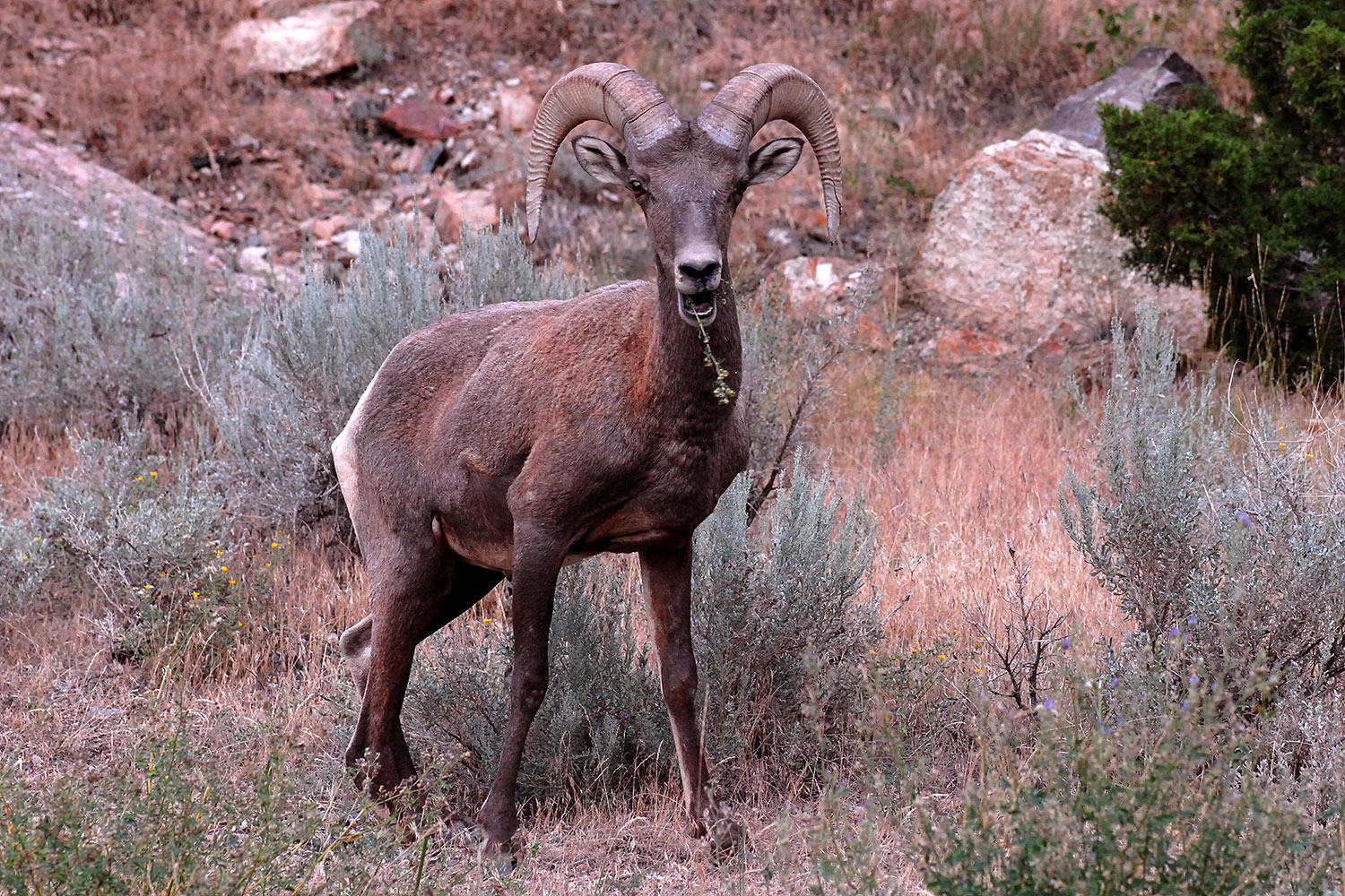 2007-07-29-wind-bighorn06