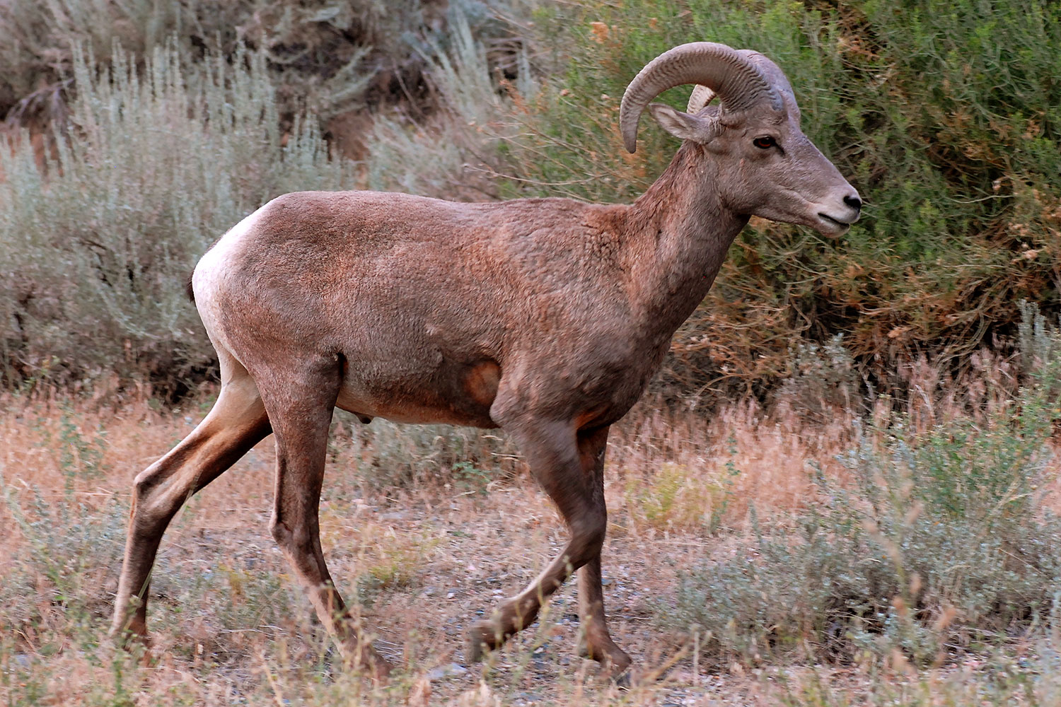 2007-07-29-wind-bighorn07