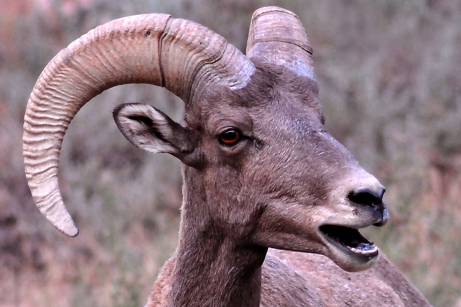 2007-07-29-wind-bighorn10c