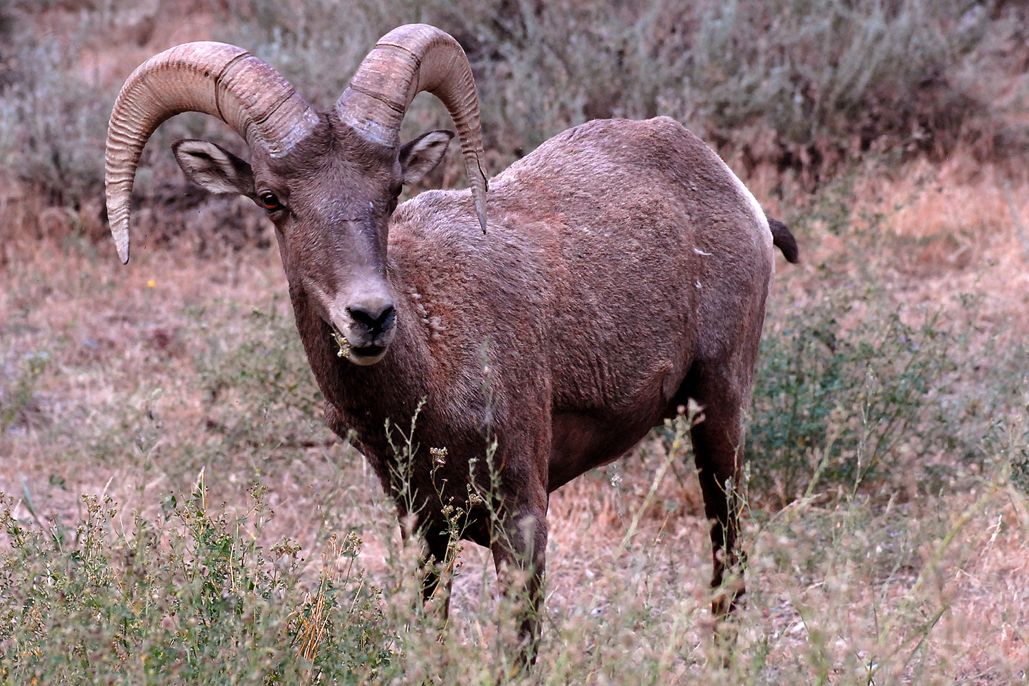 2007-07-29-wind-bighorn12