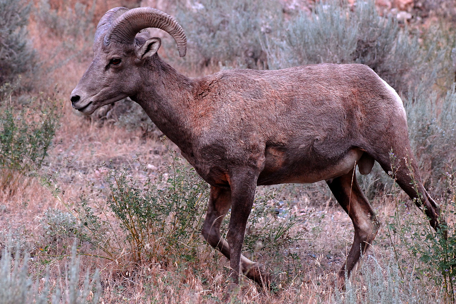 2007-07-29-wind-bighorn13