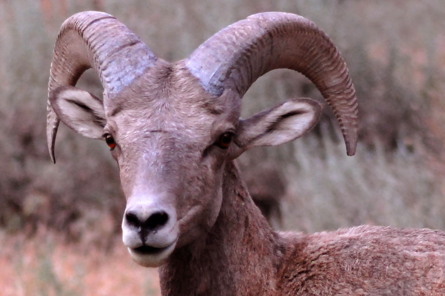 2007-07-29-wind-bighorn14