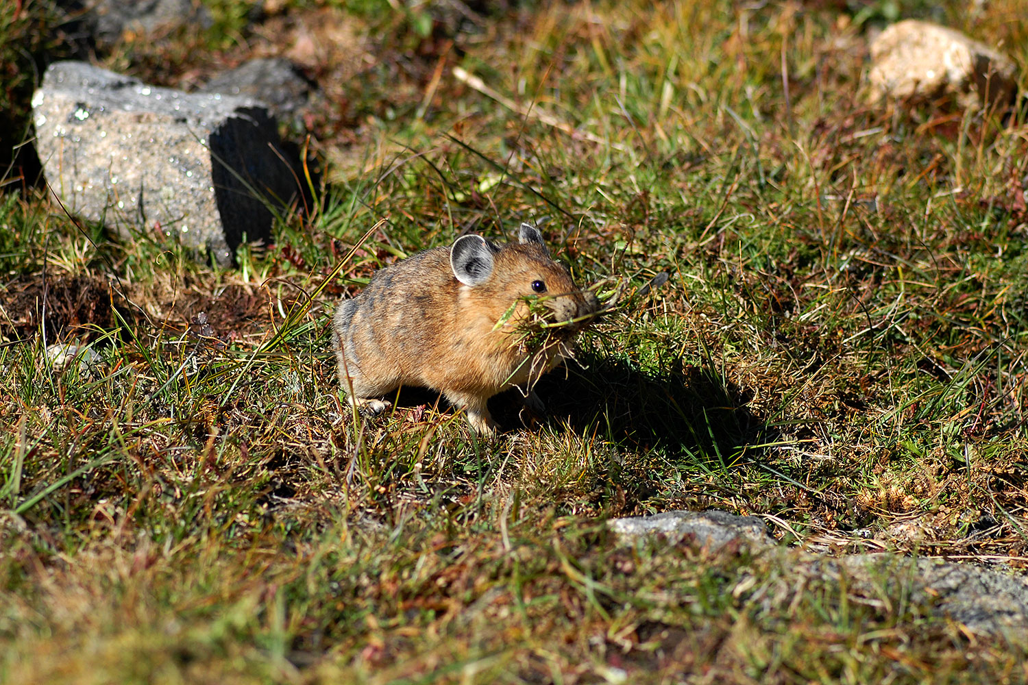 2007-08-26-rm-pika-9740