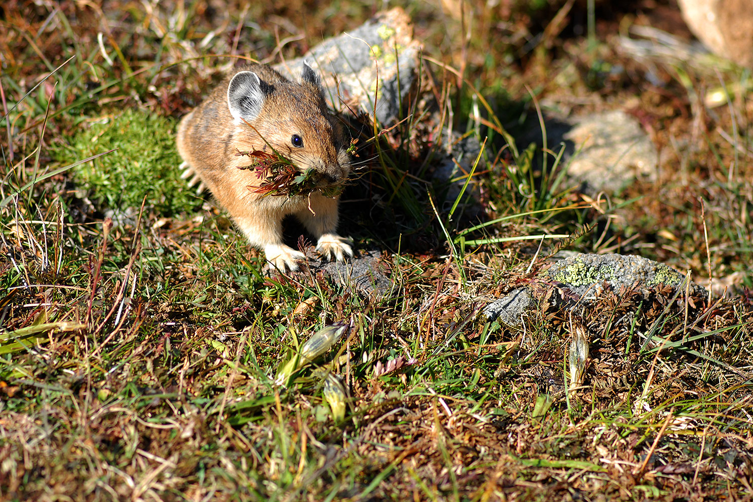 2007-08-26-rm-pika-9790