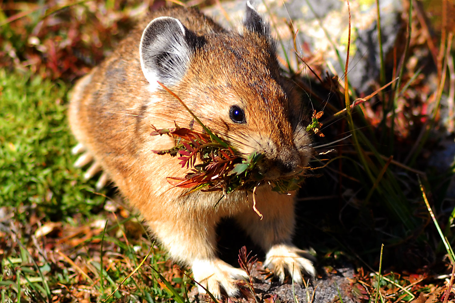 2007-08-26-rm-pika-9790c