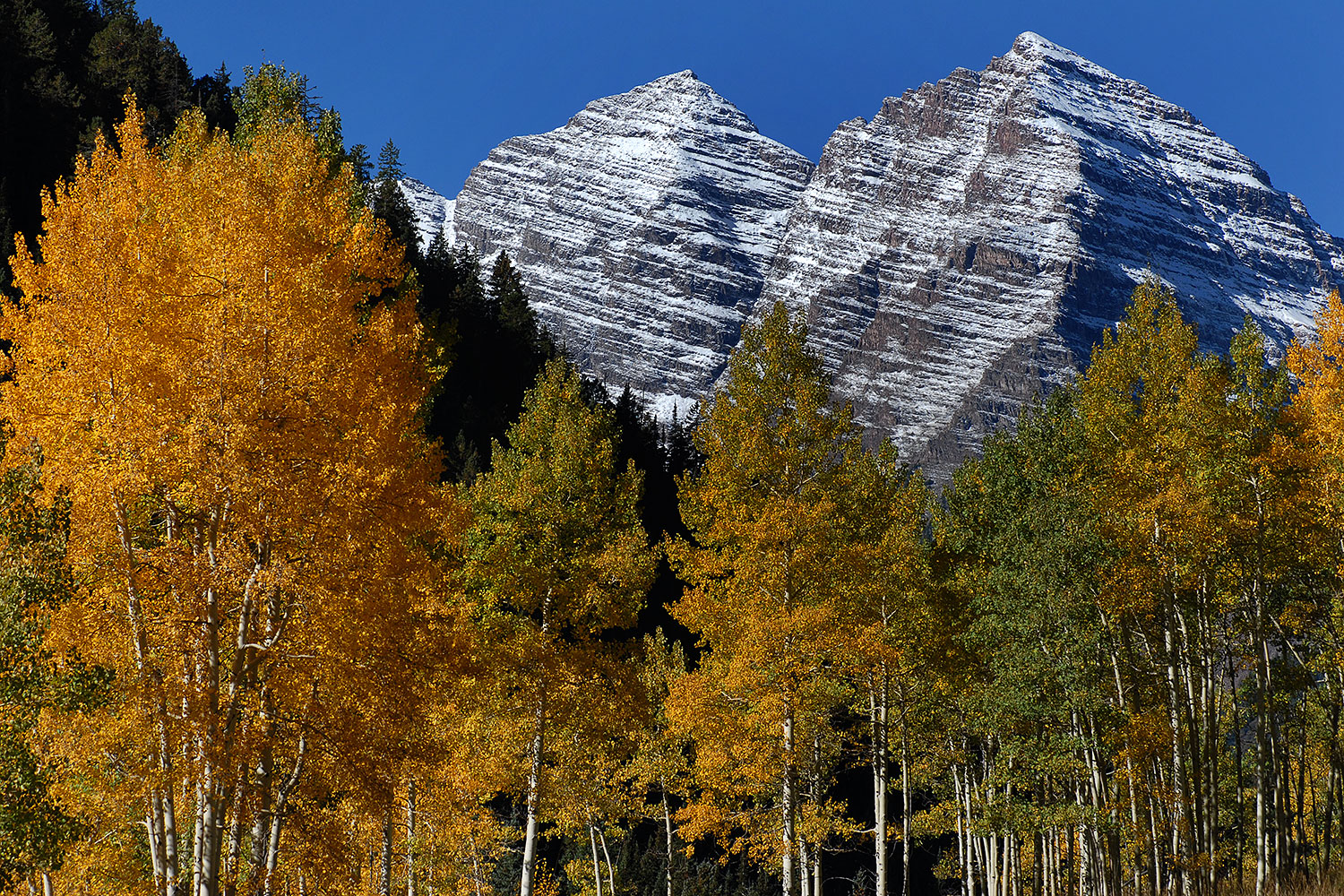 2007-09-25-mar-trees-4422