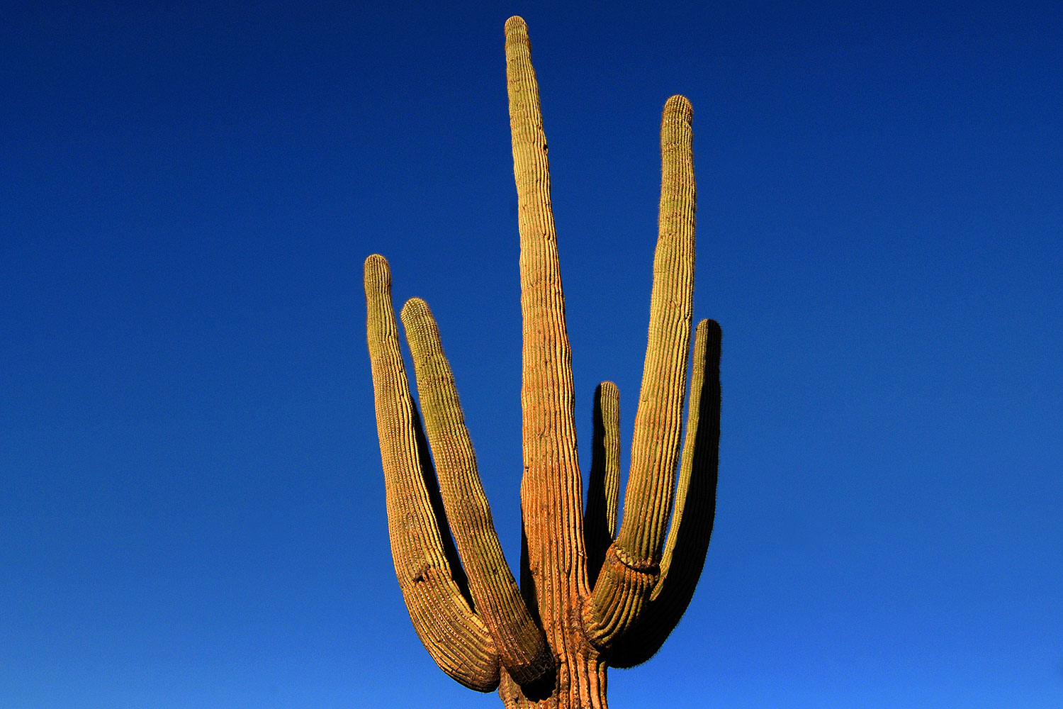 2007-10-08-sag-cactus-6178
