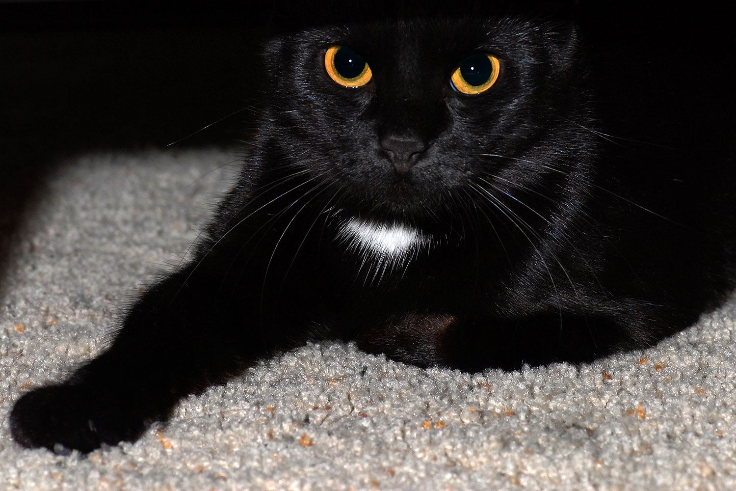 2007-12-05-tempe-cat-7732